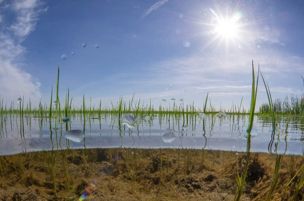 provident irrigation district willows ca - princeton codora glenn irrigation district